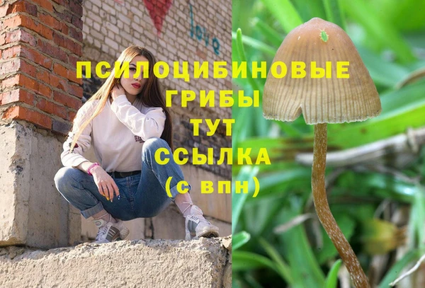 шишки Беломорск